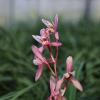 Cymbidium Orchid Ensifolium  Fragrant Flowers Easy to Grow, NOT in Bud/Bloom-Mayor Red -   view 3