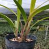 Cymbidium Orchid Ensifolium  Fragrant Flowers Easy to Grow, NOT in Bud/Bloom-Mayor Red -   view 4