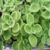 2 Cuban Oregano~Mexican Mint~Spanish Thyme~Well Rooted 5 to 10 Inches view 1