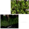 Fake Plants Artificial Tree Bonsai Realistic Cypress and Moss Small Pavilion and Ceramic Villain Chinese Bonsai Indoor Office Decoration Bonsai Bonsai Tree view 4