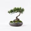 Fake Plants Realistic Podocarpus Bonsai Tree Simulated Lawn Natural Pebbles Ceramic Portraits Ceramic Ice-Cracked Flower Pots Chinese-Style Desktop Ornaments Bonsai Tree view 4