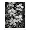 Artery8 White on Black Blooming Orchid Flower Plants Art Print Framed Poster Wall Decor 12x16 inch view 1