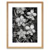 Artery8 White on Black Blooming Orchid Flower Plants Artwork Framed Wall Art Print 12X16 Inch view 1
