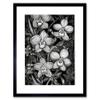 Artery8 White on Black Blooming Orchid Flower Plants Artwork Framed Wall Art Print 12X16 Inch view 1