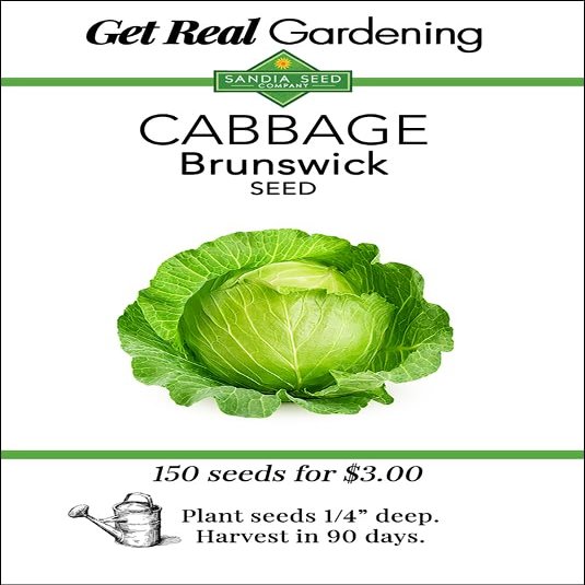 Cabbage Brunswick Seed