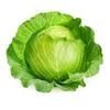 Cabbage Brunswick Seed view 2