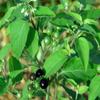 3V Manathakkali Powder 100g | Makoy Powder | Makoi Powders | Solanum Nigrum | Black Nightshade | 3.53 Ounce view 3