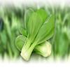 Natural Pure Dried Pak Choi (Bok Choy) Cut&Sifted-10.58 Ounce (300g) view 3