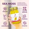 Healthy Herbs Sea Moss Gel (Pineapple) Wildcrafted from Jamaican St Lucia Gold Seamoss | Wild-Harvested Superfood with Over 90 Essential Vitamins & Minerals | Vegan, Non-GMO, US-Made (16 oz.) view 2