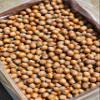 Hazelnuts in-shell from our family orchard in Washington state. (Raw, 12 pound Bulk Box) view 2