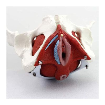 VENEZIANA Female Pelvic Model |3D Removable Organs Include Uterus, 3D Pelvic Floor Muscles and Reproductive Organs in Classrooms and Doctor's Offices