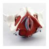 VENEZIANA Female Pelvic Model |3D Removable Organs Include Uterus, 3D Pelvic Floor Muscles and Reproductive Organs in Classrooms and Doctor's Offices view 1