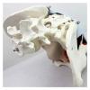 VENEZIANA Female Pelvic Model |3D Removable Organs Include Uterus, 3D Pelvic Floor Muscles and Reproductive Organs in Classrooms and Doctor's Offices view 4