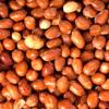 Roasted and Salted Red Skin Spanish Peanuts, Cacahuate Snacks (Roasted & Salted Peanut, 1 Pound) view 1