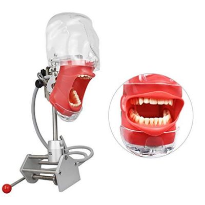 EUSONYSU Manikin Teeth Models Head Simulator Phantom Head Model with Bench Mount for Teaching