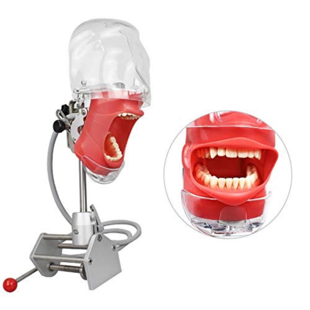 EUSONYSU Manikin Teeth Models Head Simulator Phantom Head Model with Bench Mount for Teaching