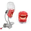 EUSONYSU Manikin Teeth Models Head Simulator Phantom Head Model with Bench Mount for Teaching view 1