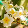 Deve Herbes Frangipani Essential Oil (Plumeria alba) with Glass Dropper Steam Distilled 50ml (1.69 oz) view 4