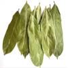 Dried Soursop Leaves 100% Natural, Graviola for Tea 2oz (56g) Packed In Stand Up Resealable Pouch view 2