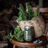 Natural Nettle Seed (Urtica dioica) - 250g Premium Quality view 4