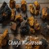 Earth Cap Mushrooms Sunrise 6 Mushroom Supplement Capsule - Chaga, Cordyceps, Lion's Mane, Maitake, Reishi, Turkey Tail, Real Fruiting Body - No Fillers view 4