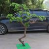 ESRADA Pine Tree Welcome Pine Bonsai Exhibition Hall False Tree Sales Office Chinese-Style Indoor Dry Scene Green Plant Decoration Floor-to-Ceiling Landscaping 1 * 1m view 4
