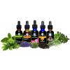 Cedar Bear Respir Dry for Kids - Herbal Supplement That Dries Wet, Gunky Coughs, & Runny Noses 1 fl oz (Pack of 1) view 4