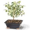 Brussel's Bonsai Live Dwarf Blueberry Bonsai Tree - Small, 4 Years, 6 to 8 Inches Tall - Outdoor Live Bonsai Tree with Ceramic Bonsai Pot view 1