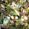 Brussel's Bonsai Live Dwarf Blueberry Bonsai Tree - Small, 4 Years, 6 to 8 Inches Tall - Outdoor Live Bonsai Tree with Ceramic Bonsai Pot view 2