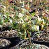 Brussel's Bonsai Live Dwarf Blueberry Bonsai Tree - Small, 4 Years, 6 to 8 Inches Tall - Outdoor Live Bonsai Tree with Ceramic Bonsai Pot view 3