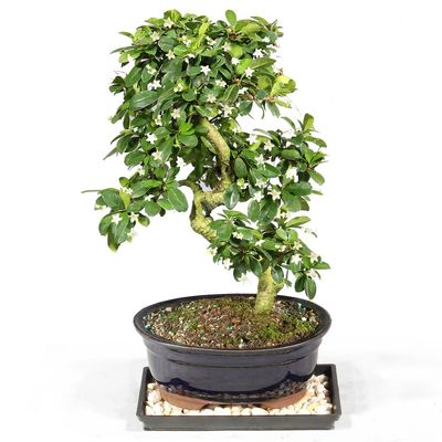 Brussel's Bonsai Live Fukien Tea Bonsai Tree - Medium, 9 Year, 8 to 12 inches Tall - Indoor Bonsai Tree Live with Ceramic Bonsai Pot and Bonsai Tray
