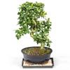 Brussel's Bonsai Live Fukien Tea Bonsai Tree - Medium, 9 Year, 8 to 12 inches Tall - Indoor Bonsai Tree Live with Ceramic Bonsai Pot and Bonsai Tray view 1