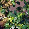 Brussel's Bonsai Live Fukien Tea Bonsai Tree - Medium, 9 Year, 8 to 12 inches Tall - Indoor Bonsai Tree Live with Ceramic Bonsai Pot and Bonsai Tray view 2