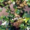 Brussel's Bonsai Live Fukien Tea Bonsai Tree - Medium, 9 Year, 8 to 12 inches Tall - Indoor Bonsai Tree Live with Ceramic Bonsai Pot and Bonsai Tray view 3