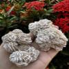 Large Desert Rose Cluster, Natural Desert Rose Selenite Stones, Desert Gypsum Rose, Raw Selenite Rose Crystal, Rose Rock, Sand Rose (0.3-0.5 lb) view 4