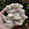 Large Desert Rose Cluster, Natural Desert Rose Selenite Stones, Desert Gypsum Rose, Raw Selenite Rose Crystal, Rose Rock, Sand Rose (1-2 lbs) view 3