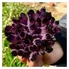 GEBSKI Natural Crystal Rough Natural Violet Ghost Phantom Quartz Crystal Cluster Specimen 1pcs (Size : 400-500g) view 2