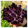 GEBSKI Natural Crystal Rough Natural Violet Ghost Phantom Quartz Crystal Cluster Specimen 1pcs (Size : 400-500g) view 3