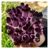 GEBSKI Natural Crystal Rough Natural Violet Ghost Phantom Quartz Crystal Cluster Specimen 1pcs (Size : 400-500g) view 4