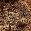 Candy Retailer Cocoa Powder (Dutch, 2 Lb) view 3