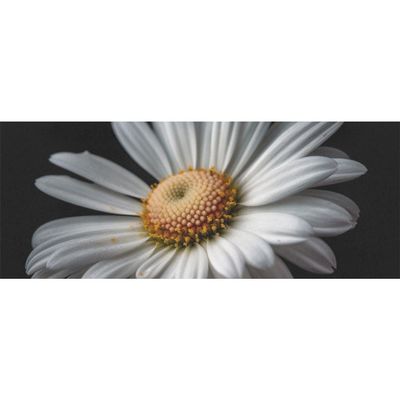 DNOVING 2 Rolls Realistic photograph Birthday Wrapping Paper - 58 x 23 inch Gift Wrapping Paper for Kids Birthday GWP-894374556