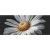 DNOVING 2 Rolls Realistic photograph Birthday Wrapping Paper - 58 x 23 inch Gift Wrapping Paper for Kids Birthday GWP-894374556 view 1