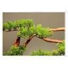 Artificial Bonsai Artificial Bonsai Welcoming Pine Landscape Green Plants Home Bonsai Pine Tree Decorations Artificial Bonsai Tree (Color : Brass) view 3