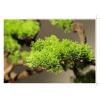Artificial Bonsai Artificial Bonsai Welcoming Pine Landscape Green Plants Home Bonsai Pine Tree Decorations Artificial Bonsai Tree (Color : Brass) view 4