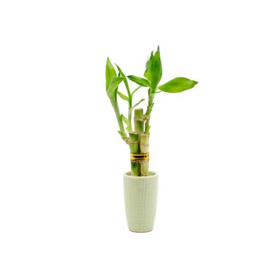 3 Stalk Live Lucky Bamboo Arrangement in Mini Color Ceramic Vase - Colorful Poterry, Indoor House Plants, Feng Shui, Lucky Plant, Houseplant (Lime)