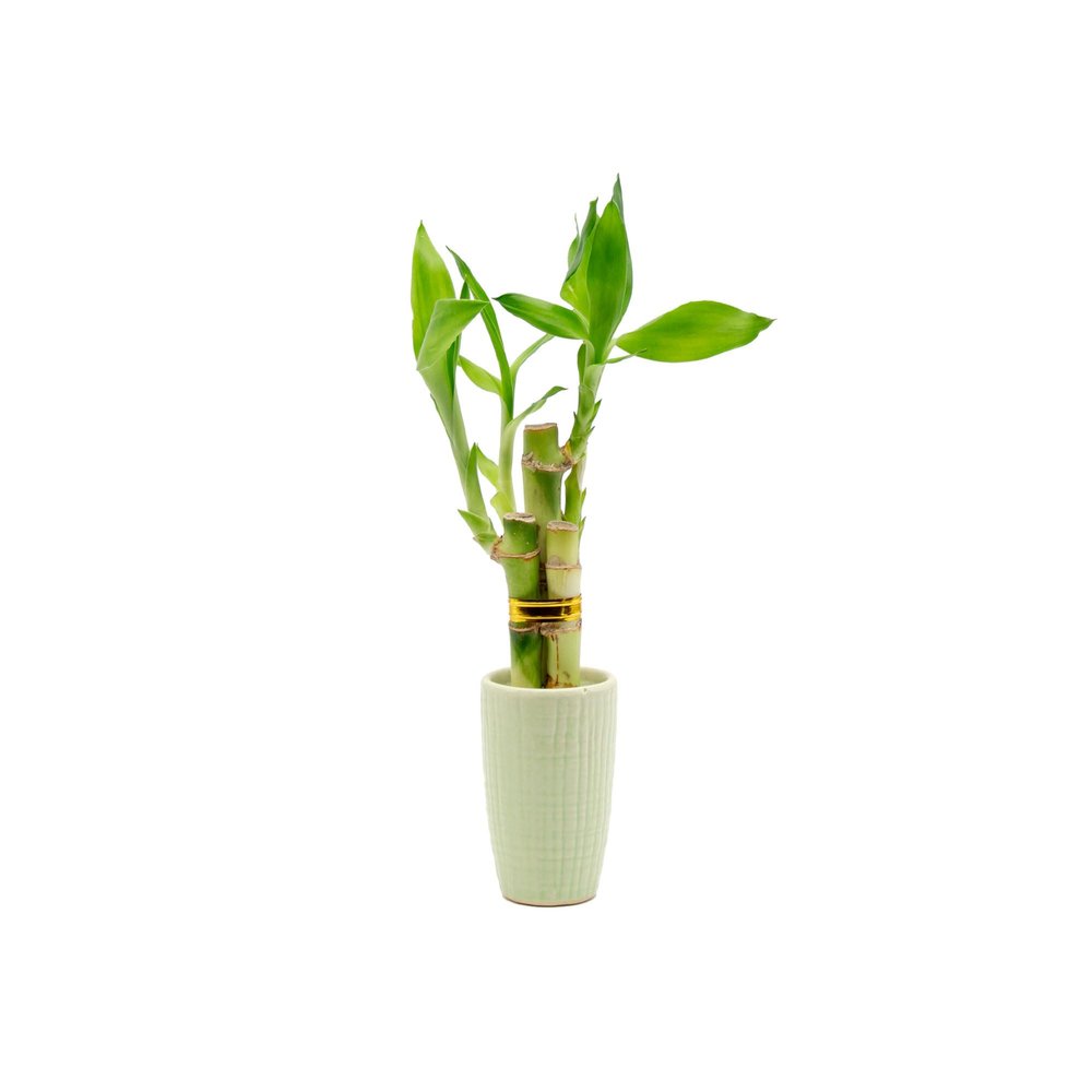 3 Stalk Live Lucky Bamboo Arrangement in Mini Color Ceramic Vase - Colorful Poterry, Indoor House Plants, Feng Shui, Lucky Plant, Houseplant (Lime)