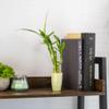 3 Stalk Live Lucky Bamboo Arrangement in Mini Color Ceramic Vase - Colorful Poterry, Indoor House Plants, Feng Shui, Lucky Plant, Houseplant (Lime) view 2