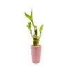 3 Stalk Live Lucky Bamboo Arrangement in Mini Color Ceramic Vase - Colorful Poterry, Indoor House Plants, Feng Shui, Lucky Plant, Houseplant view 1