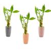 3 Stalk Live Lucky Bamboo Arrangement in Mini Color Ceramic Vase - Colorful Poterry, Indoor House Plants, Feng Shui, Lucky Plant, Houseplant view 2