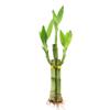 3 Stalk Live Lucky Bamboo Arrangement in Mini Color Ceramic Vase - Colorful Poterry, Indoor House Plants, Feng Shui, Lucky Plant, Houseplant view 3